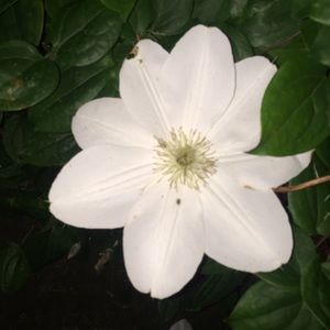 Meet your Posher, Denidenise